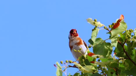 close up shot of exotic red orange colored european goldfinch bird perched on branch of tree and chirping against blue sky