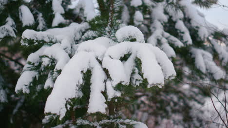 snowy fir tree branches under layer soft snowflakes closeup. spruce covered snow