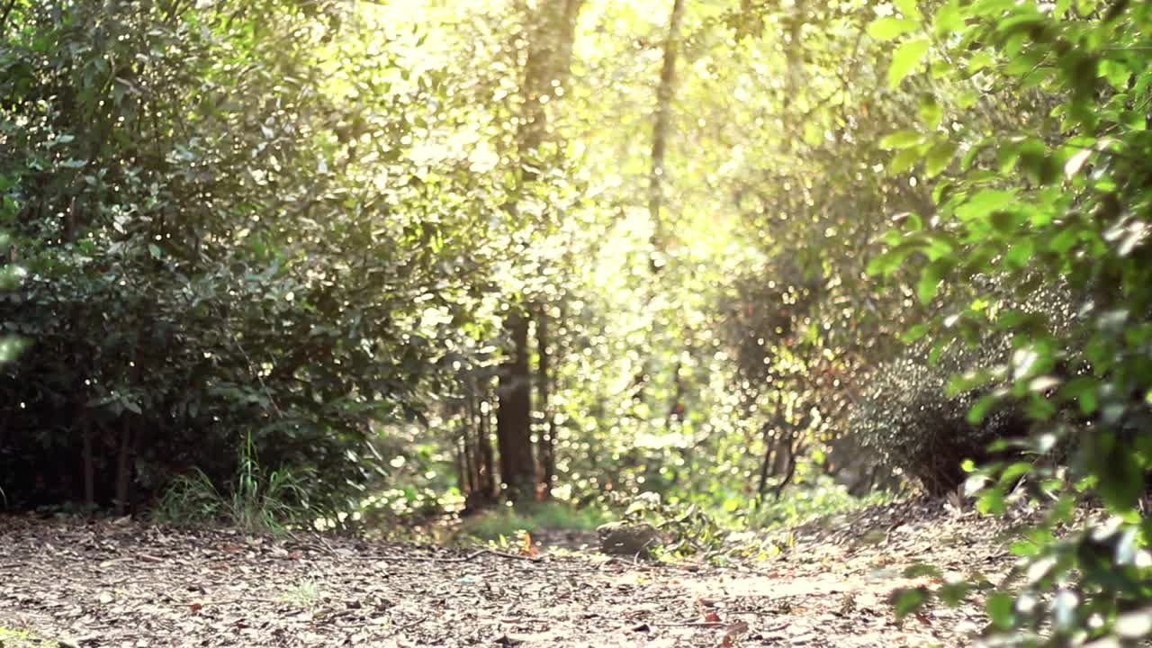 탈출한 범죄자 숲