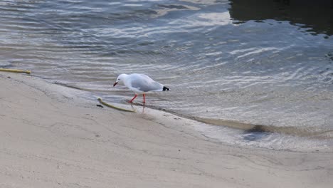 seagull interacts with water's edge on sandy beach