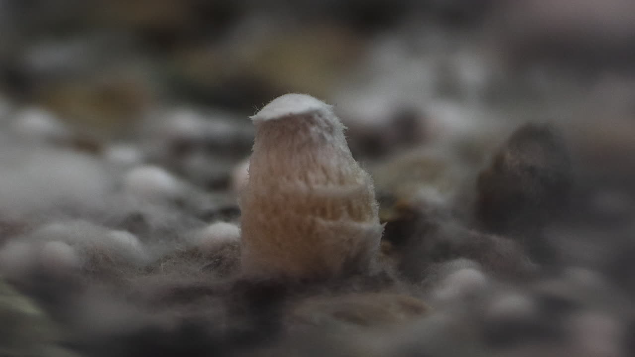 4k에서 자라는 실로시빈 버섯의 안정적인 시간 경과