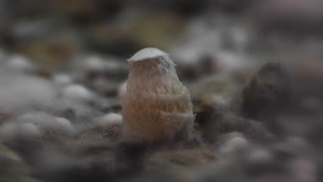 lapso de tiempo estable del cultivo de hongos de psilocibina en 4k