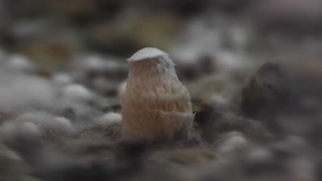 培育 psilocybin 菌類的穩定時間延長在 4k