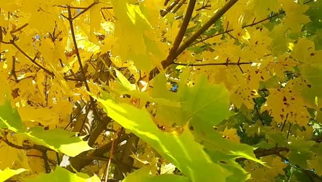 Hojas-Amarillas-De-Otoño-En-Un-árbol