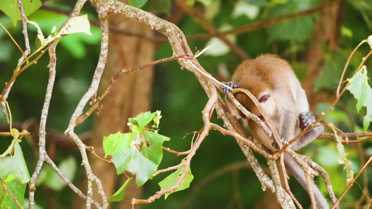 mono interactuando con las ramas de los árboles en el krabi