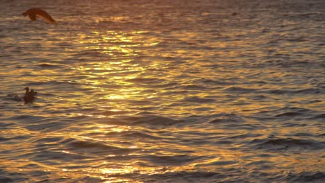 reflection of orange sky on sea surface