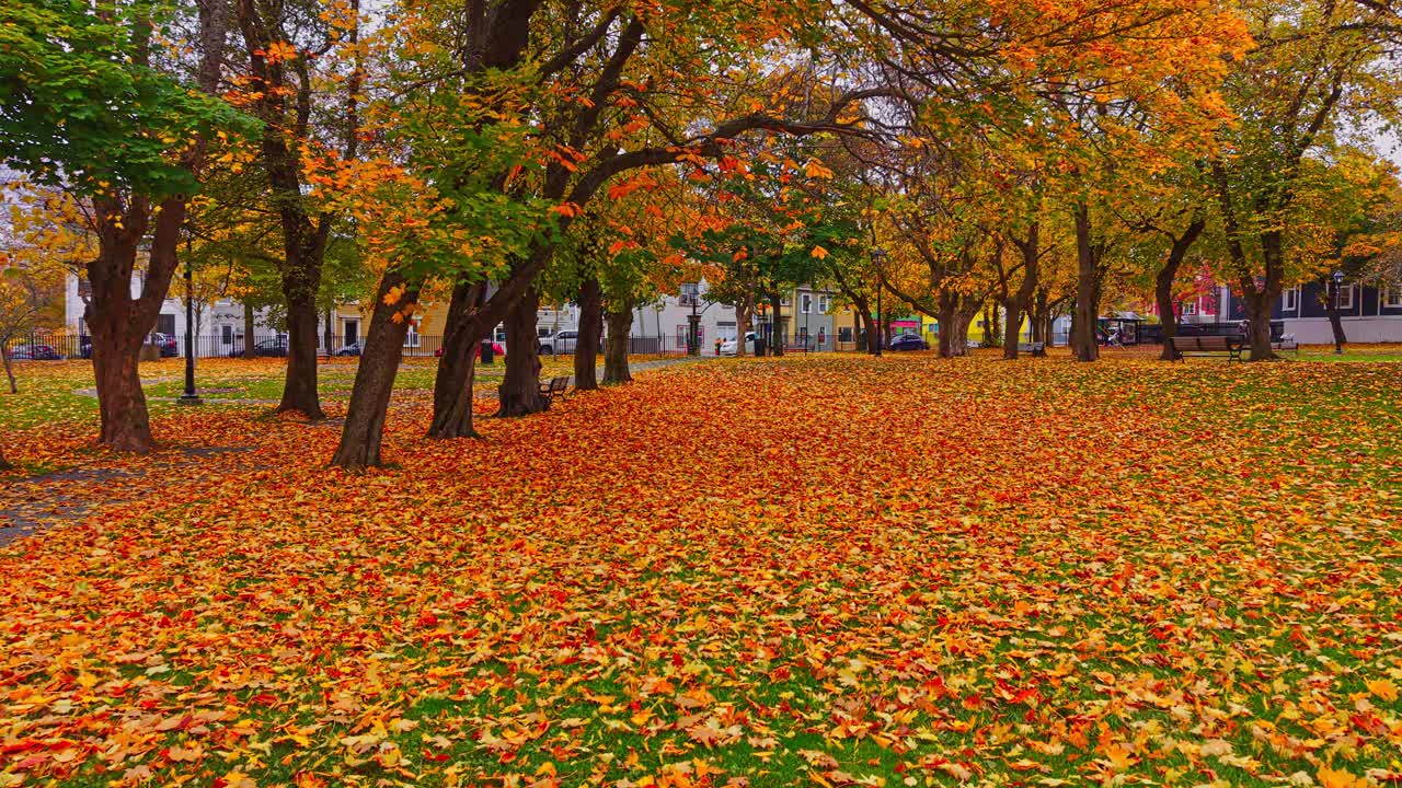 A lamppost and picnic table sit beneath a vibrant orange tree in Bannerman Park; fallen leaves create a fiery carpet around the trunk