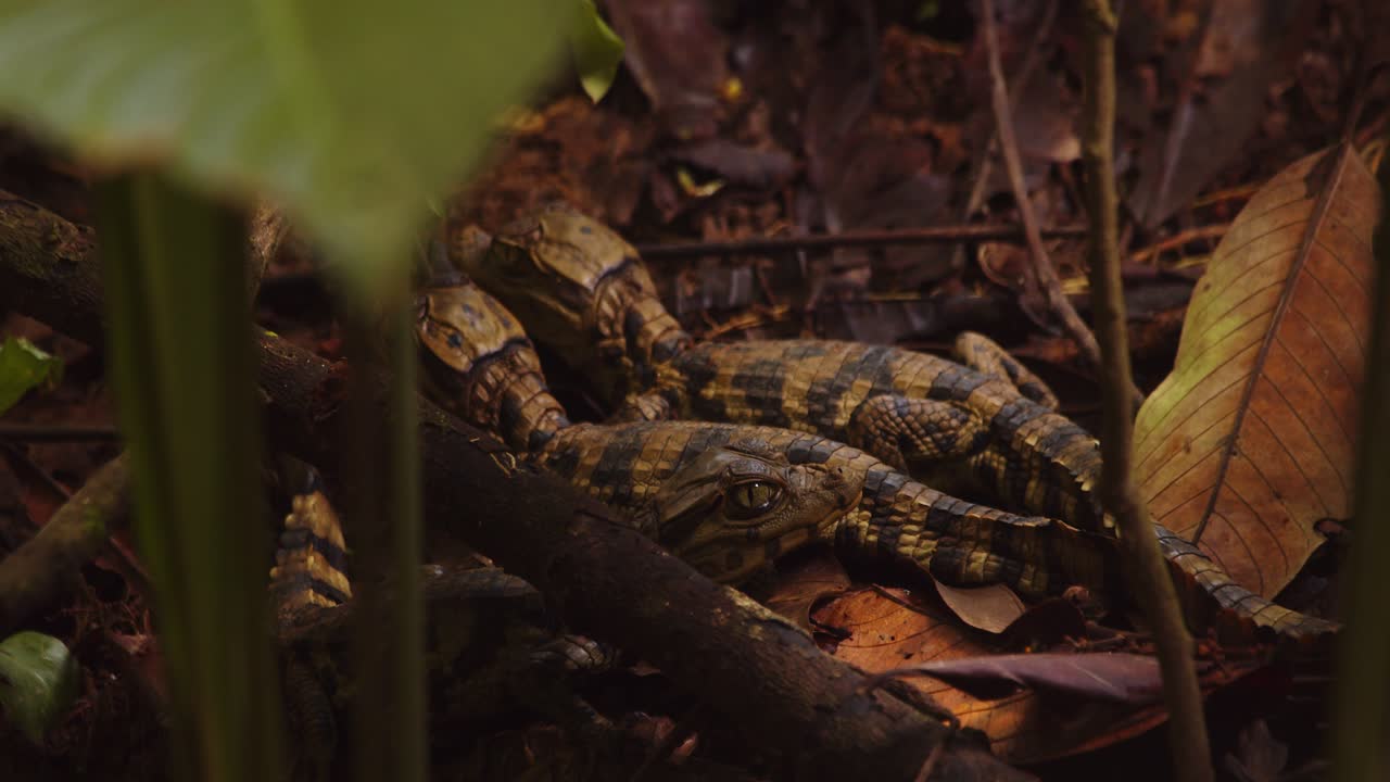 Two Caiman babies lay motionless on the forest floor perfectly camouflaged