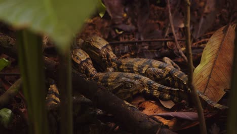 two caiman babies lay motionless on the forest floor perfectly camouflaged