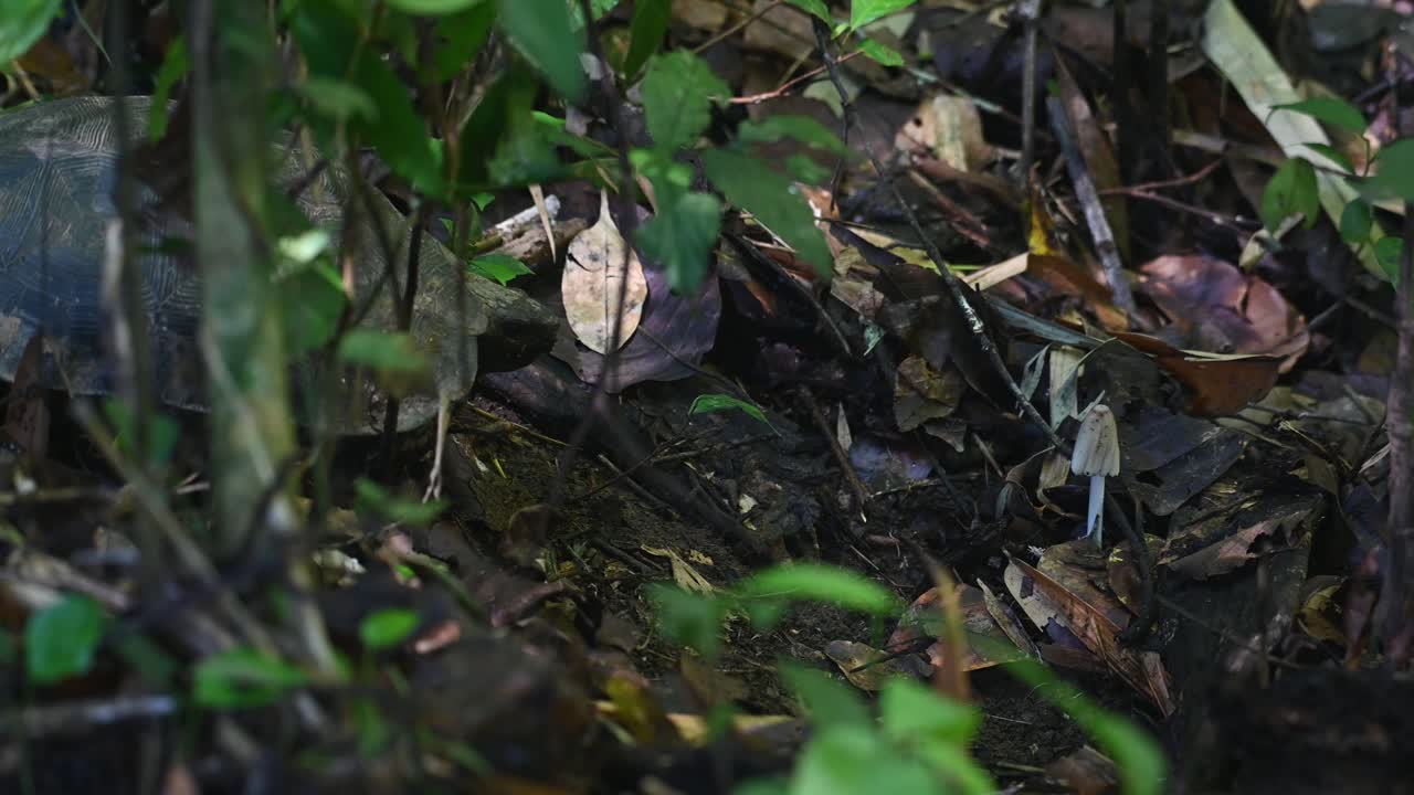 acercarse a un hongo blanco en el suelo del bosque y comerlo con satisfacción, tortuga asiática del bosque, manouria emys, parque nacional kaeng krachan, tailandia
