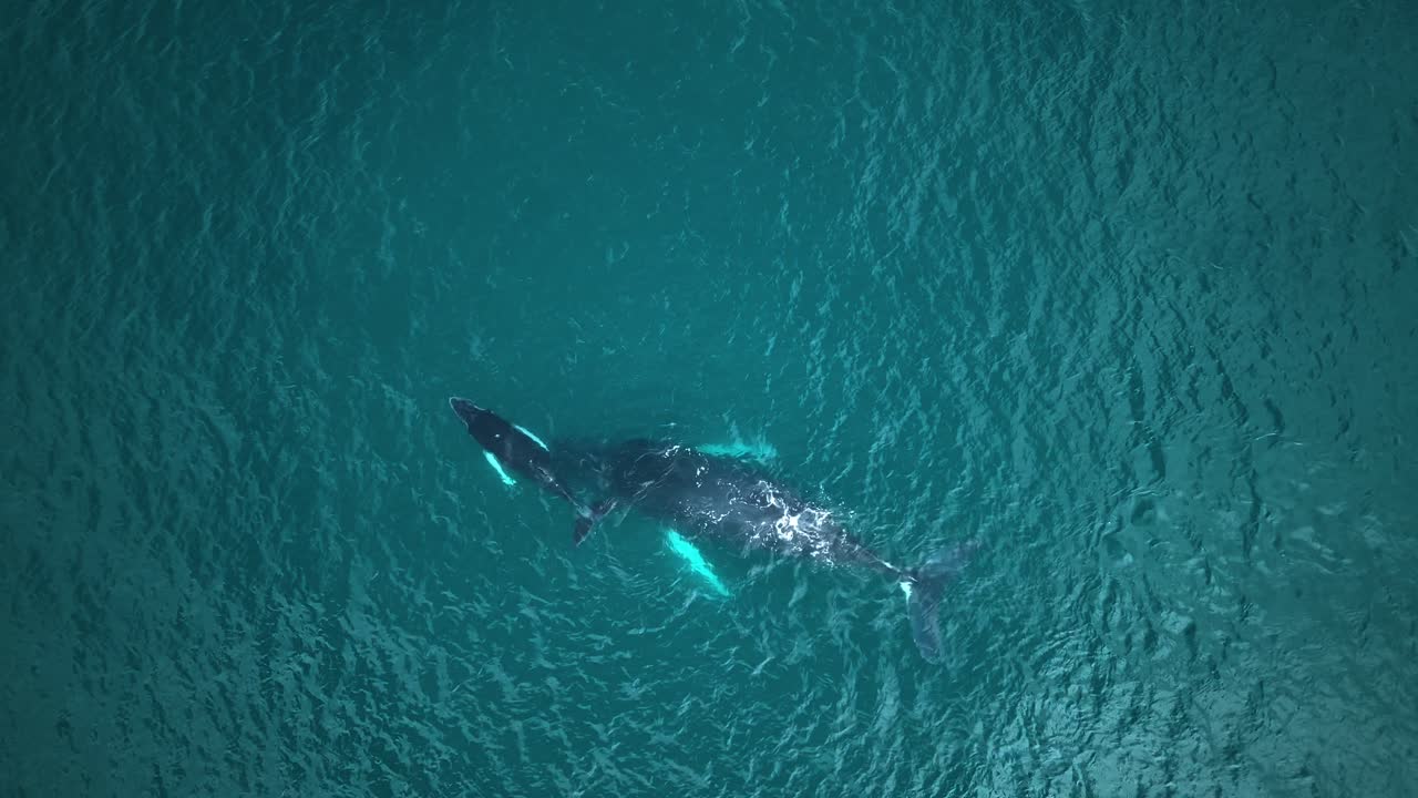 Aerial view of a whale mother and her calf swimming side by side near the surface, their gentle movements creating soft ripples on the ocean, a peaceful display of marine life bonding
