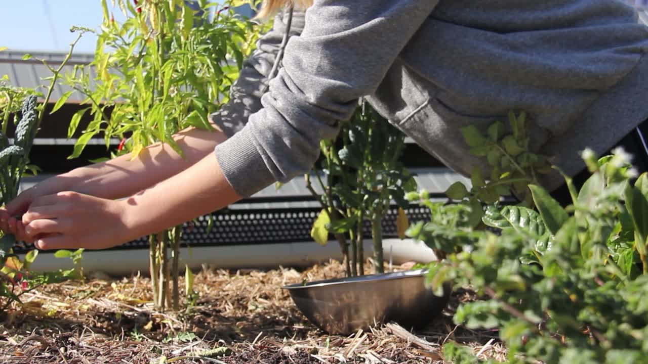 여름날 건물 꼭대기에 있는 과수원 정원의 신선한 허브를 모으는 소녀