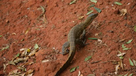 Ein-Nilmonitor-Auf-Einem-Roten-Grundgelände,-Das-Sich-Von-Der-Kamera-Entfernt