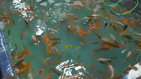 goldfish in water tank for sale at night market thailand asian swimming