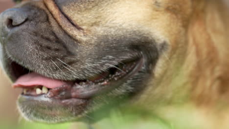 french bulldog panting with tongue out