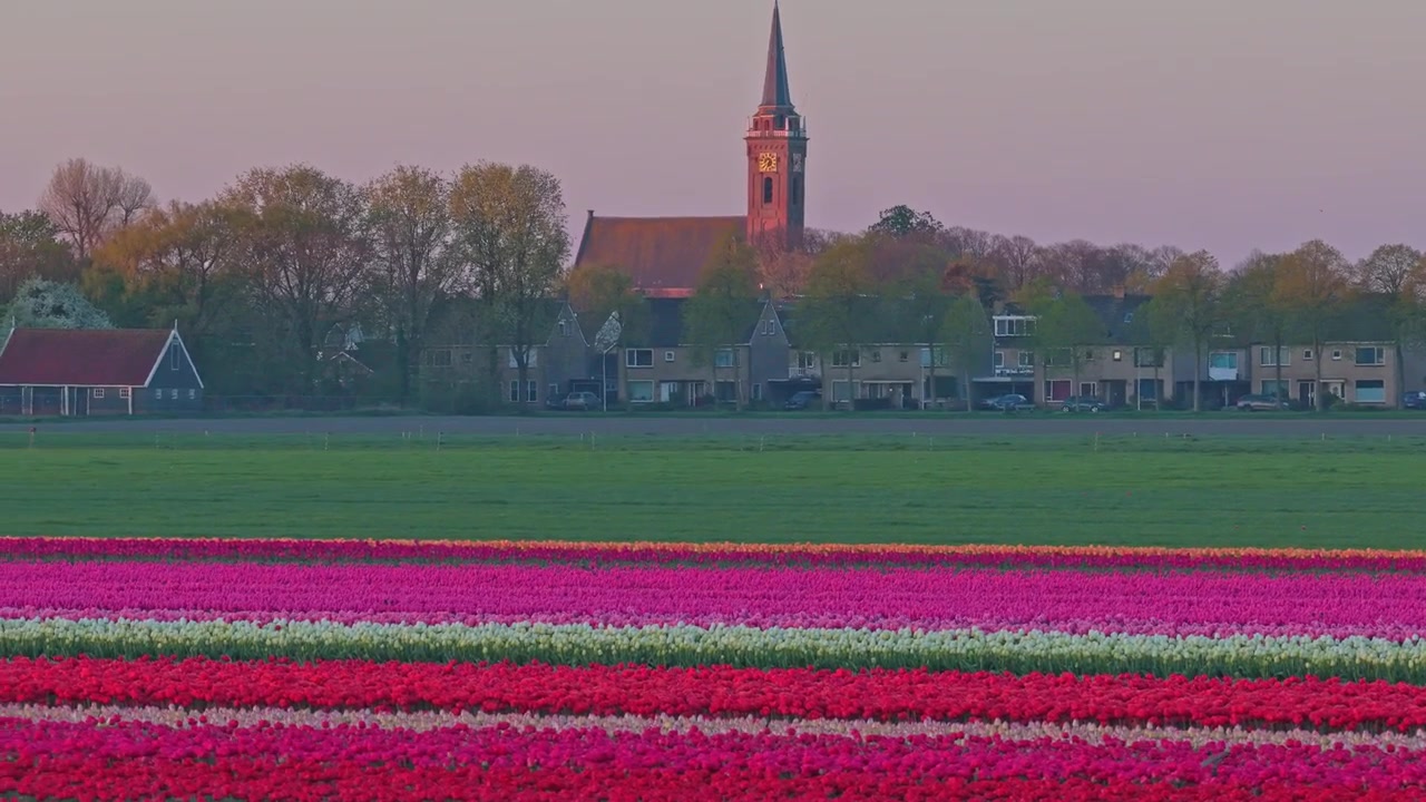 Fargerike nederlandske tulipanåkre som avslører en landsby og kirke