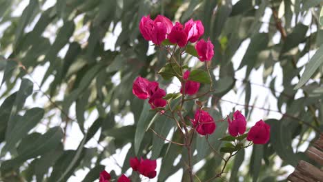 Magentafarbene-Bougainvillea,-Die-Sich-Im-Wind-Wiegt