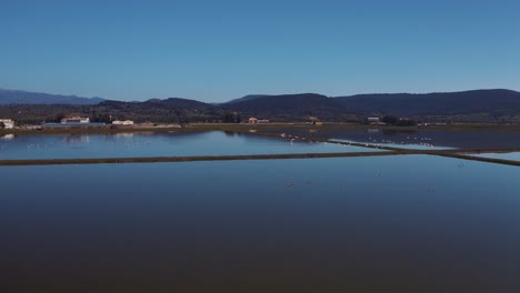 aerial of flock of birds flying over flooded farm fields