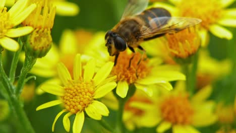 Abeja-Melífera-Alimentándose-Del-Polen-De-Flores-Amarillas-De-Hierba-Cana-En-El-Campo