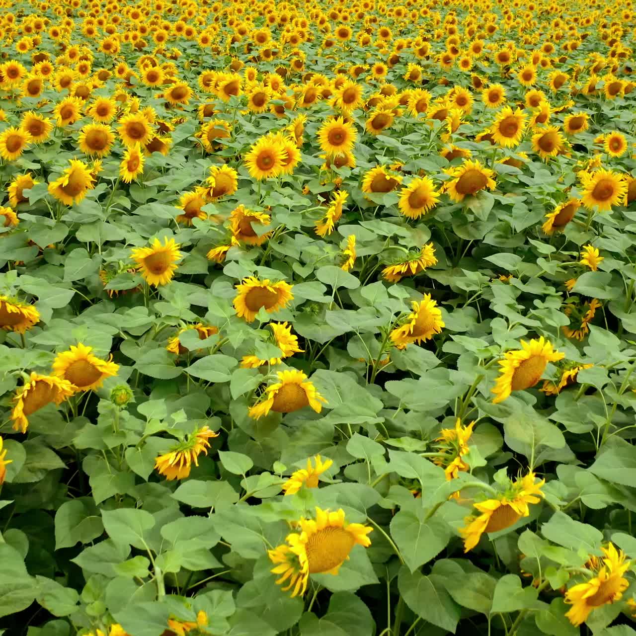 View above sunflowers field