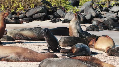 Día-De-Playa-Perezoso-En-Las-Islas-Galápagos-Cubierto-De-Leones-Marinos