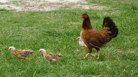 Huhn-Mit-Küken,-Die-Im-Gras-Herumlaufen