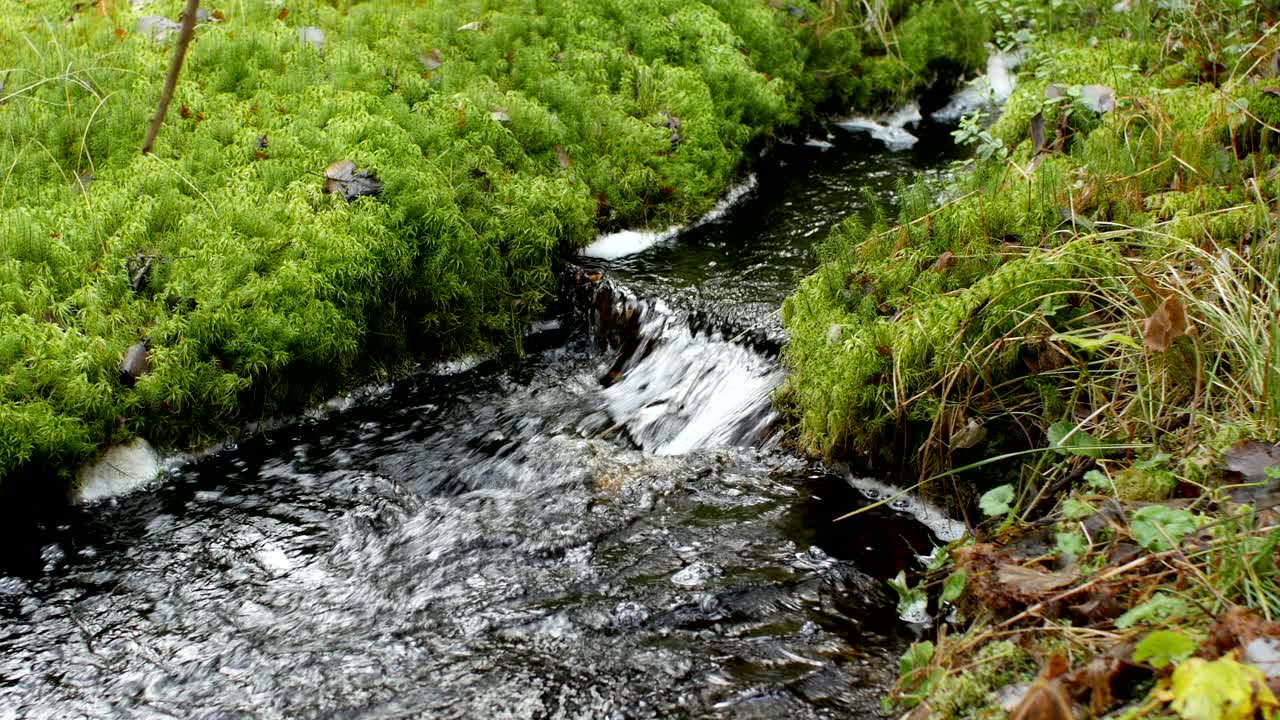 Clean cold water forest spring