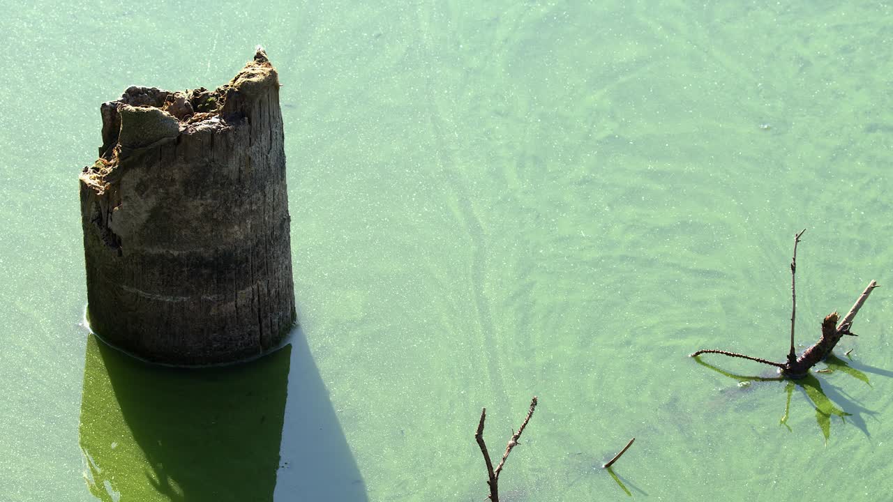 Green swirl pattern of cyanobacteria algae bloom flowing past stump