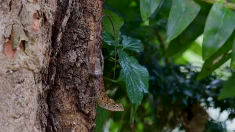 The-Oriental-Garden-Lizard-is-also-called-the-Eastern-Garden-Lizard,-Bloodsucker-and-Changeable-Lizard