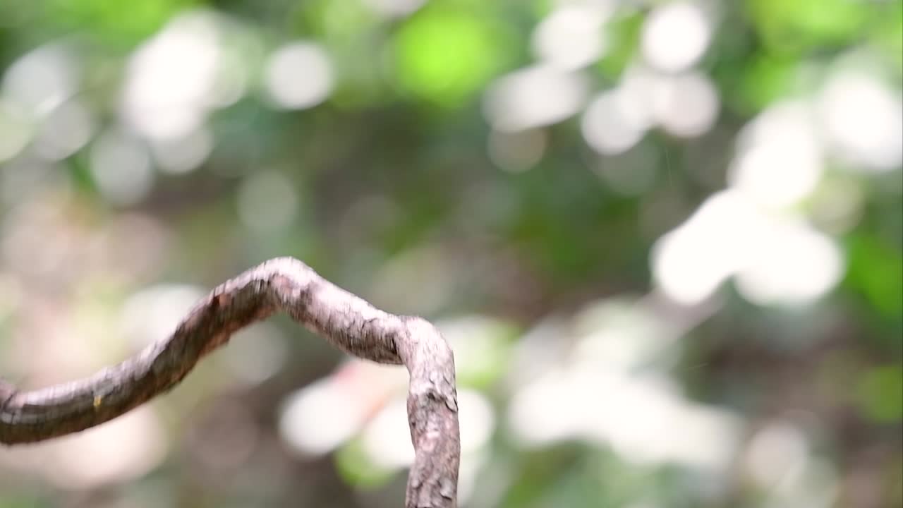 검은 모자 물총새는 태국과 아시아의 다른 국가에서 발견되는 사탕 같은 빨간 부리와 검은 모자를 가지고 있습니다.