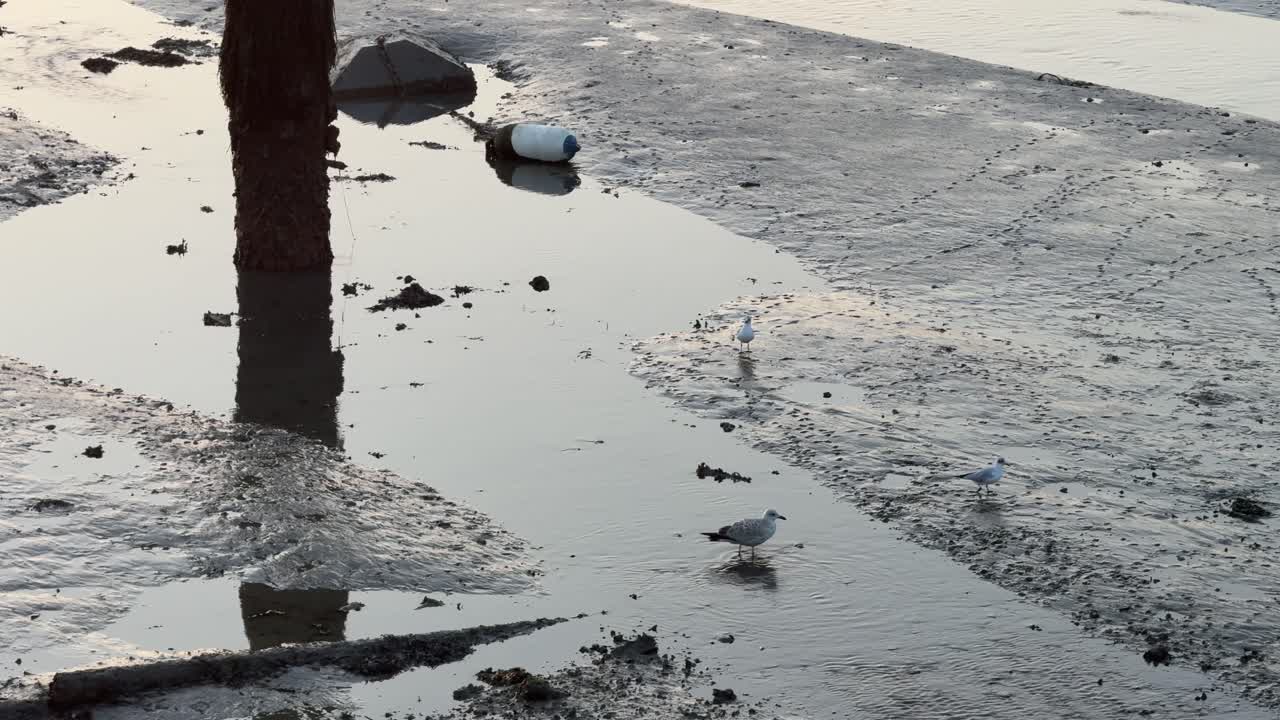 Mehrere Möwen waten und suchen im flachen Wasser auf Wattflächen bei Ebbe nach Nahrung, nahe einem Holzpfahl und einer Boje, während sich sanftes Morgenlicht auf dem Wasser spiegelt.