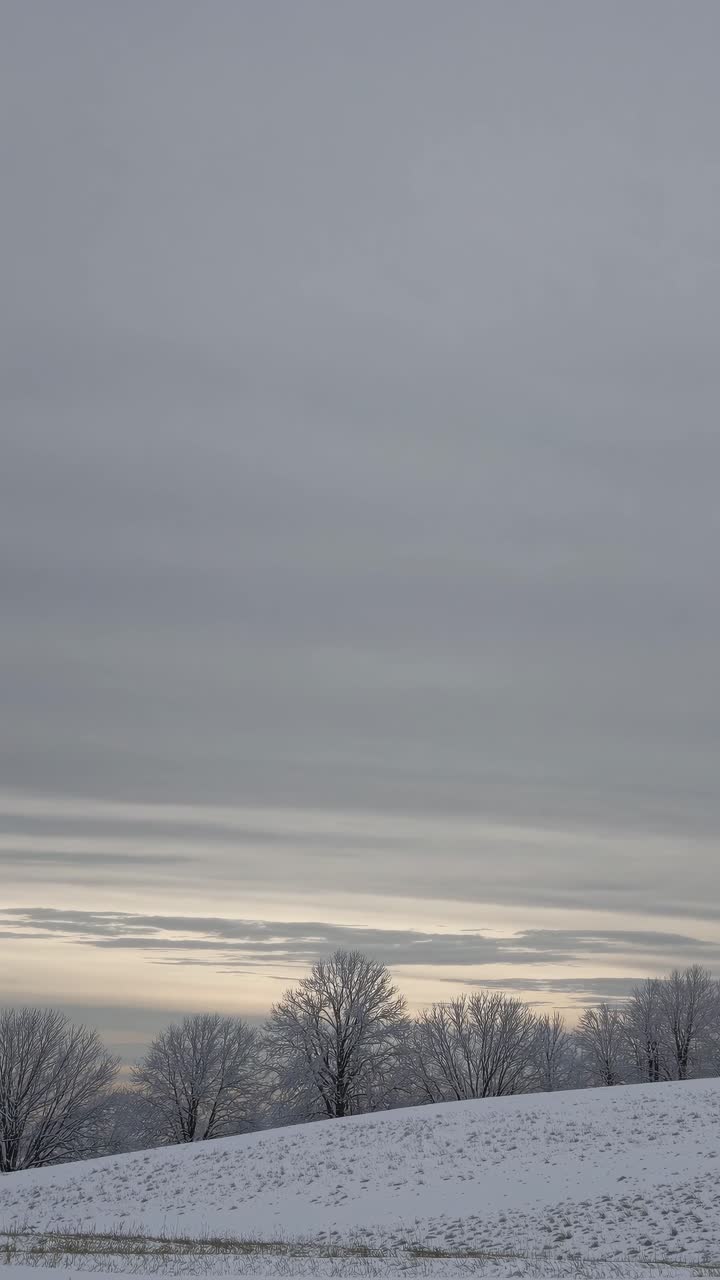 A serene winter landscape video with a low-angle view, capturing snow-covered trees under a cloudy