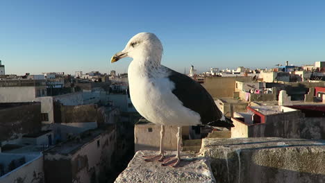 Nahaufnahme-Einer-Möwe,-Die-Auf-Einem-Dachrand-Mit-Blick-Auf-Die-Marokkanische-Skyline-Thront