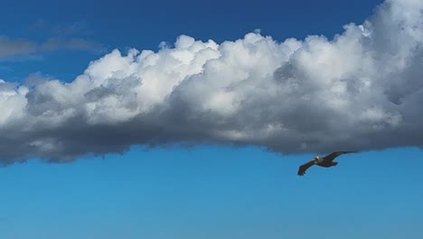 Pelicans-flying-close-up-in-slow-motion,-showing-white-puffy-clouds-and-blue-sky-in-Soputhern-California