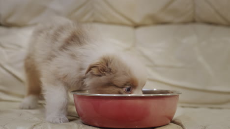 Asian-kid-feeding-a-puppy-on-the-sofa-in-the-living-room