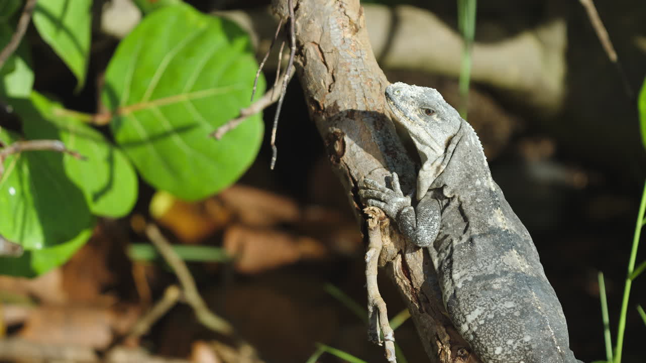 Iguana Sunbathing on Sea Grape Tree