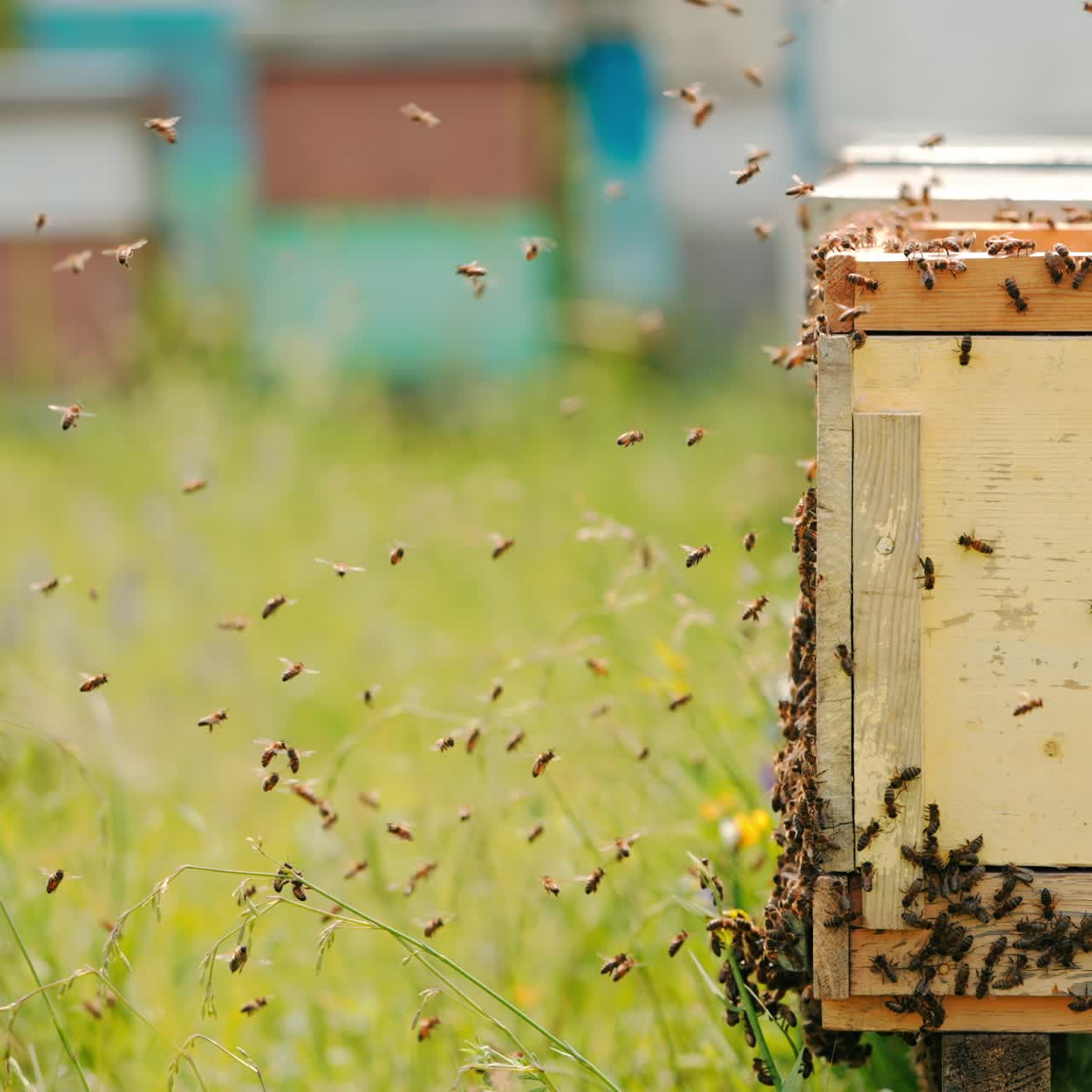 Worker bees stuck the bee hive exterior. More insects flying closer to their hive. Blurred backdrop