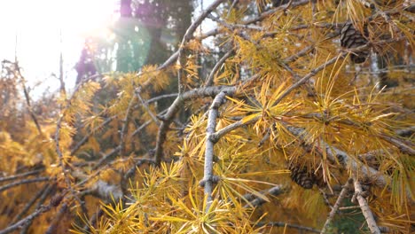 Dead-orange-tree-is-laying-on-the-ground,-insects-are-flying-around,-the-sun-is-shining