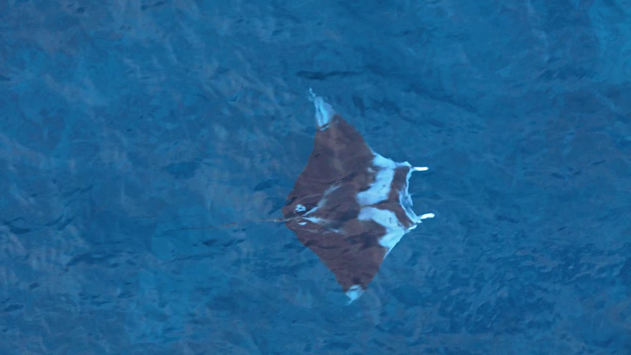 el seguimiento aéreo de primer plano sigue a las rayas manta batiendo alas nadando en las claras aguas del océano azul del caribe