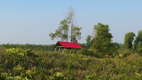 Sylhet-landscape,-Pineapple-field-with-red-hut-at-golden-hour,-zoom-out