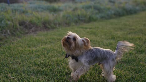 A-small-terrier-jumping-and-barking-in-the-grass,-while-wearing-a-little-black-bowtie