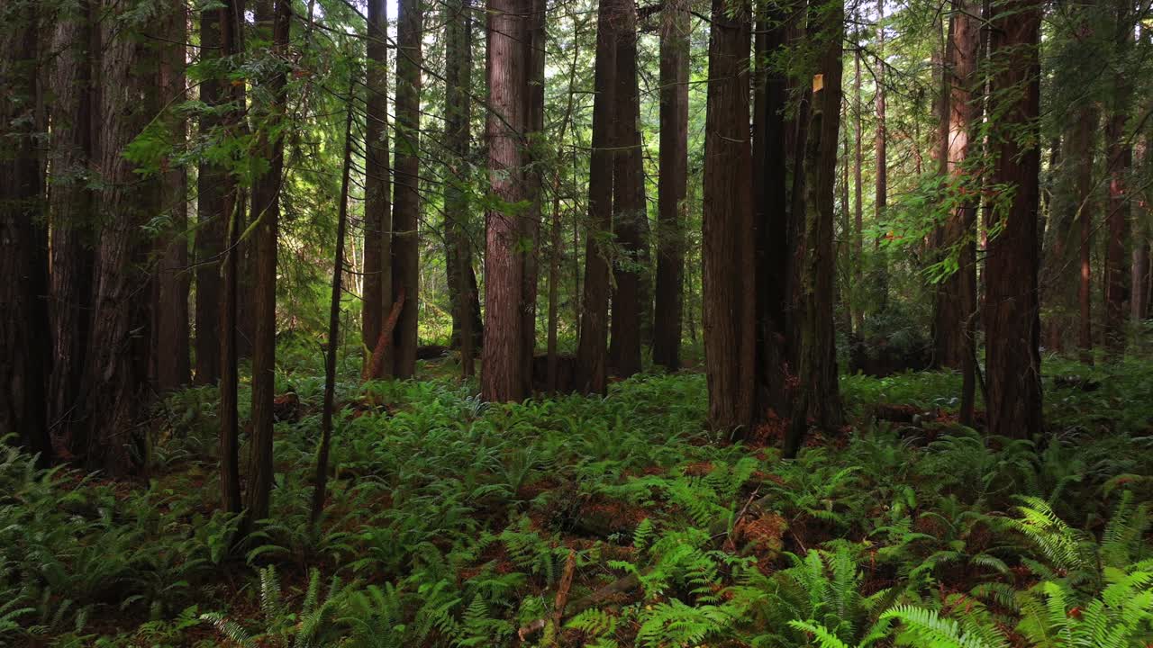 Redwood National and State Parks redwoods forest sun rays mist fog rain aerial drone California USAL Beach giant sequoia tallest tree dense green foliage Lost Coast Trail nature landscape right motion