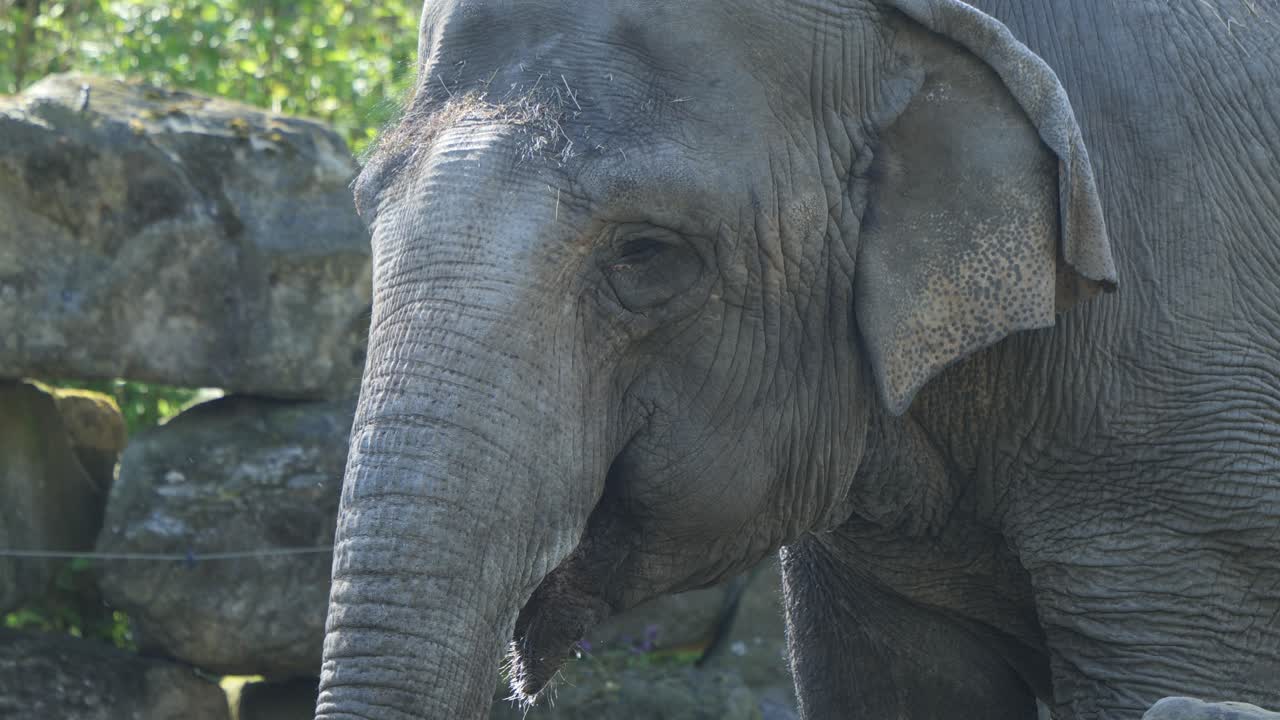 elefante bebiendo agua con tronco en el zoológico