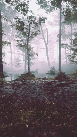 misty forest landscape