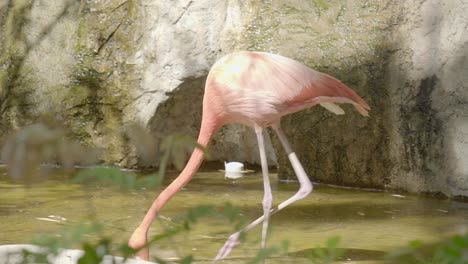 pink flamingo playing in the shallow pond, with head down