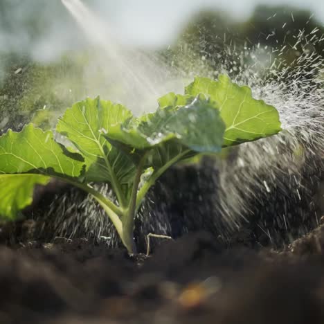 Processing cabbage sprouts with pesticides