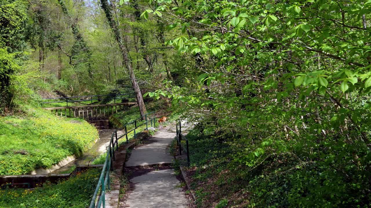 아메리칸 스태퍼드 테리어는 개울에서 더위를 식히려고 합니다.