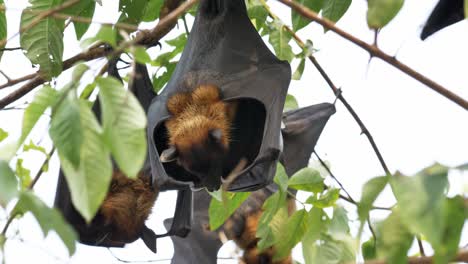 lyle's flying fox hanging on tree