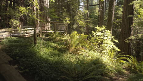 Calm-sunny-atmosphere-with-green-ferns-and-leaves