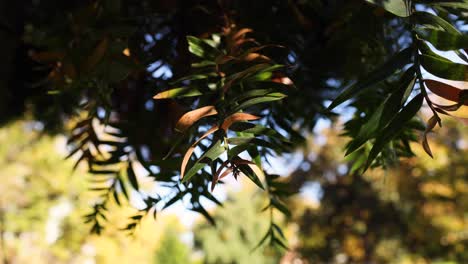 close-up of leaves moving gently in the wind